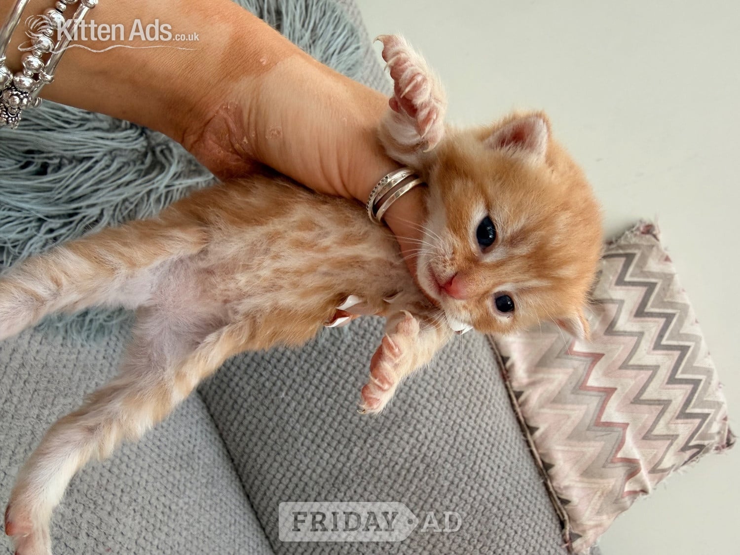 Ferndown Maine coon cross kittens 