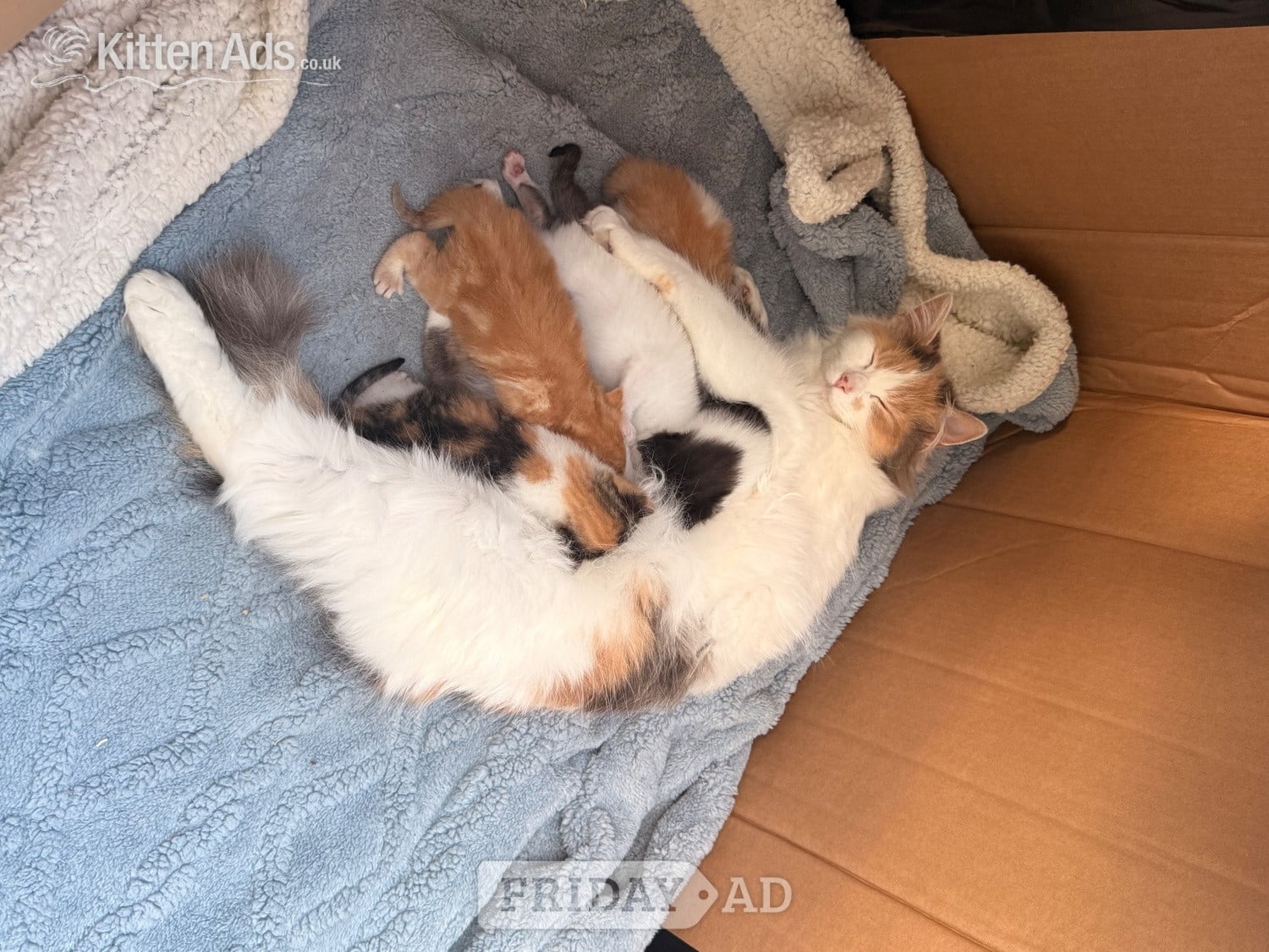 Maine coon cross kittens 