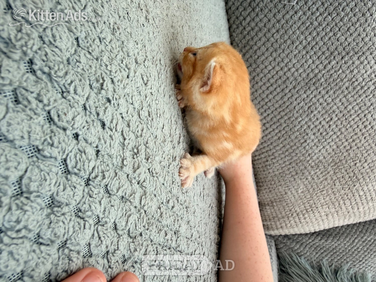 Maine coon cross kittens  - Cats & Kittens