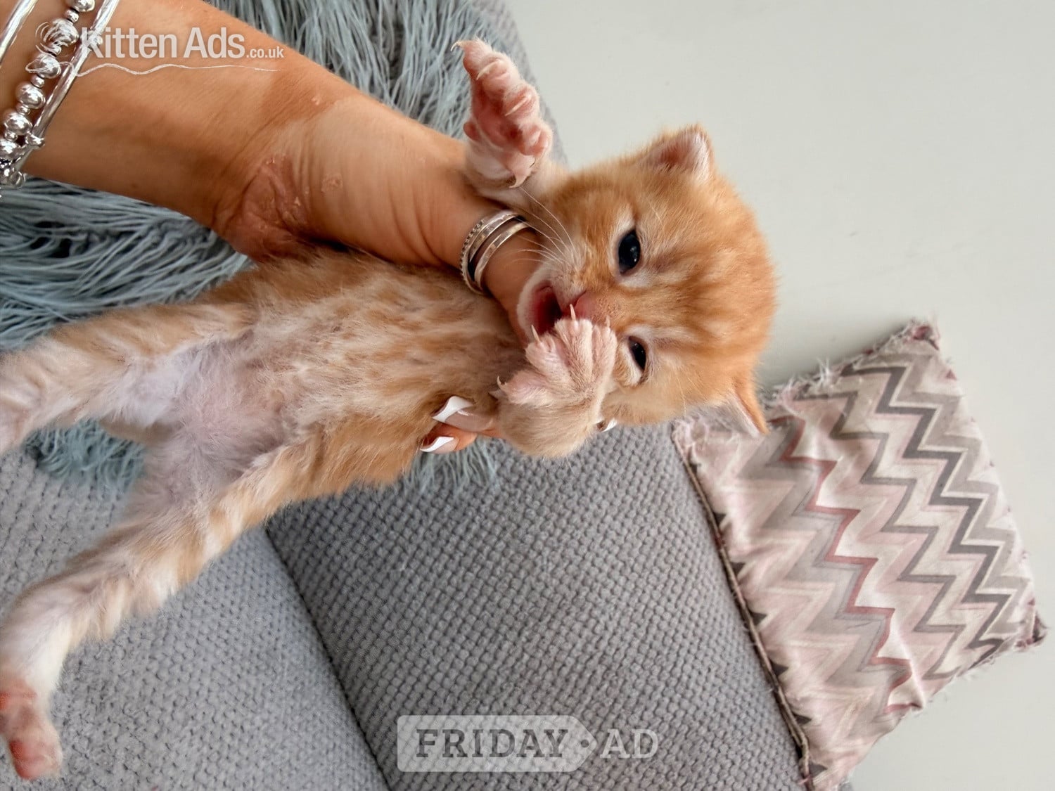 Maine coon cross kittens  - Cats & Kittens in Ferndown