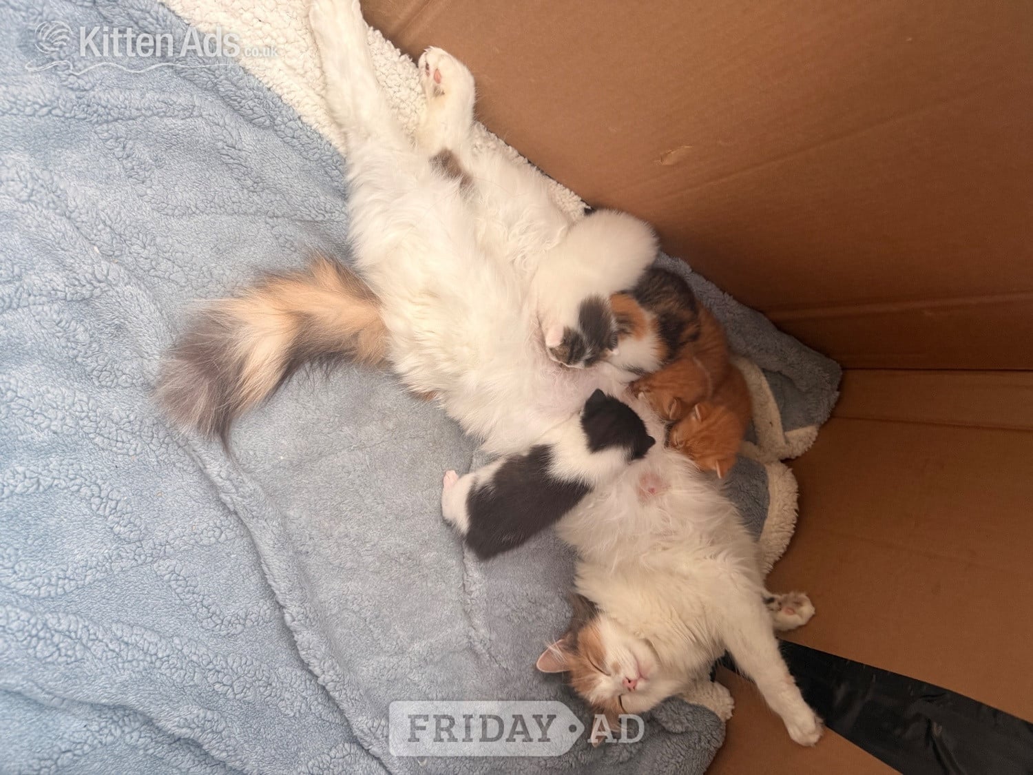 Maine coon cross kittens  in Ferndown
