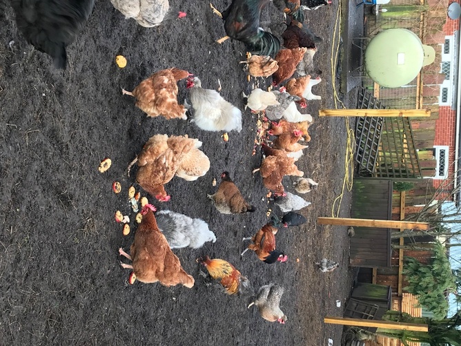 Pilling Nova Browns / Warrens - Point of Lay Hens