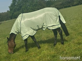 "Kiki" Dark Bay Mare Ex Racehorse