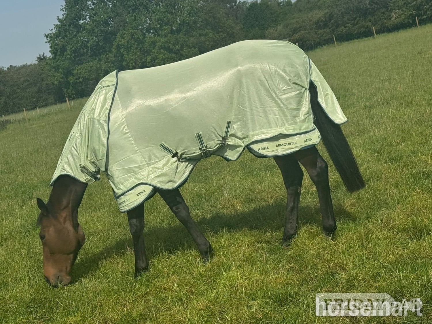 "Kiki" Dark Bay Mare Ex Racehorse in Cannock