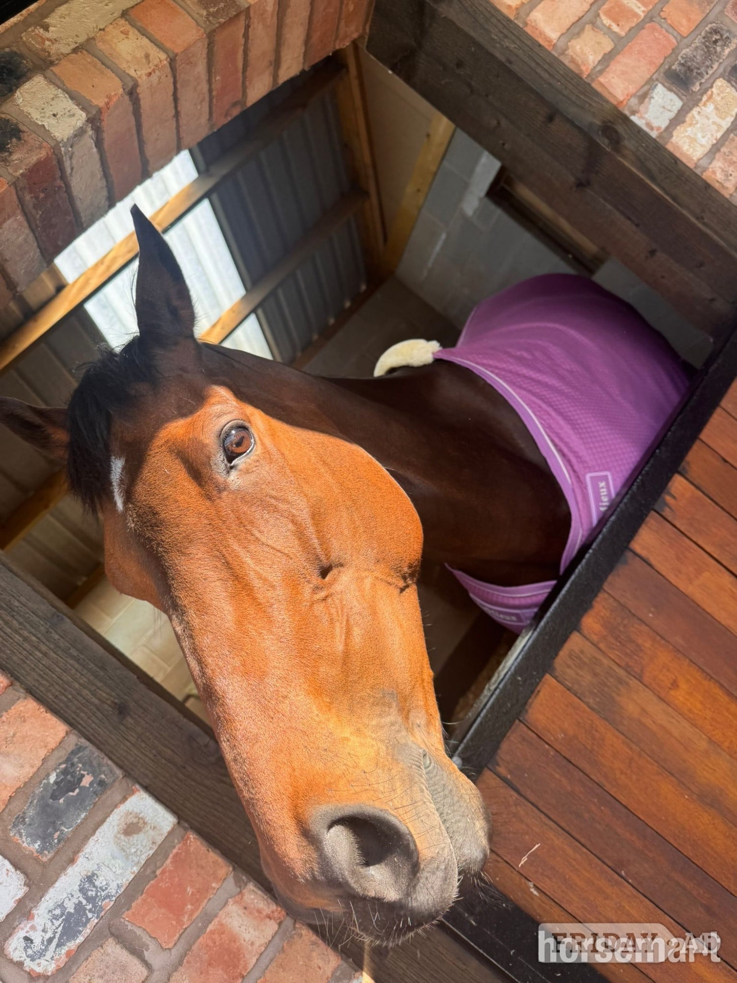 "Kiki" Dark Bay Mare Ex Racehorse - Horses