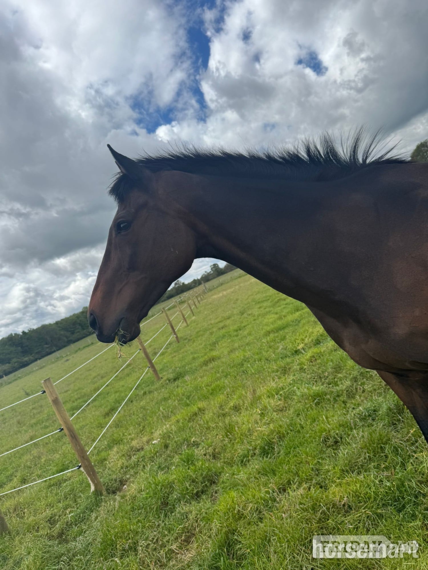 Cannock "Kiki" Dark Bay Mare Ex Racehorse