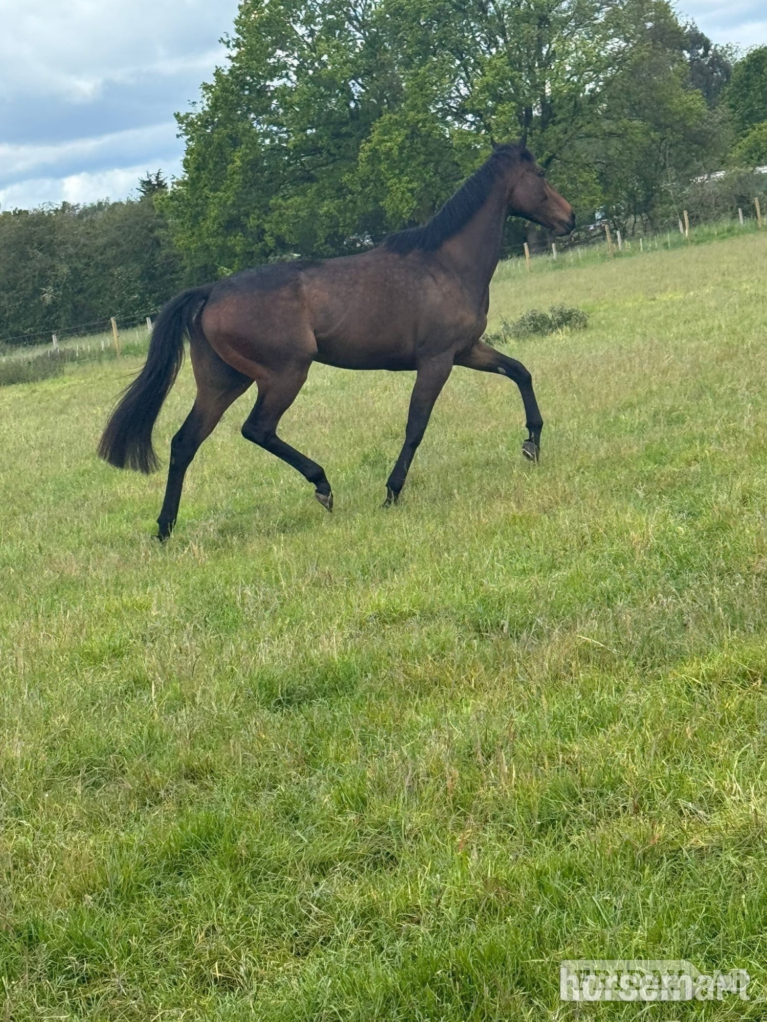 "Kiki" Dark Bay Mare Ex Racehorse