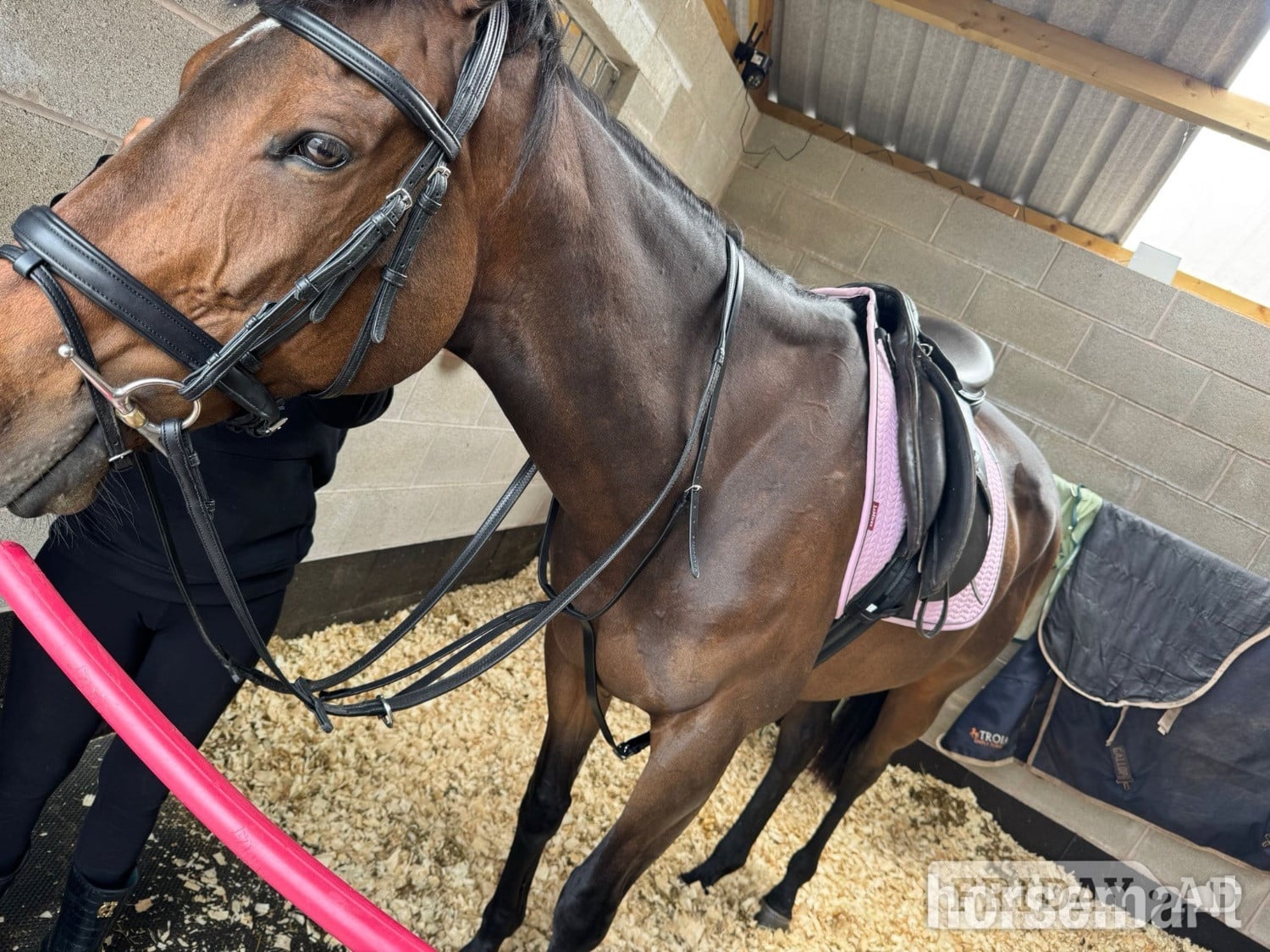 "Kiki" Dark Bay Mare Ex Racehorse - Horses in Cannock