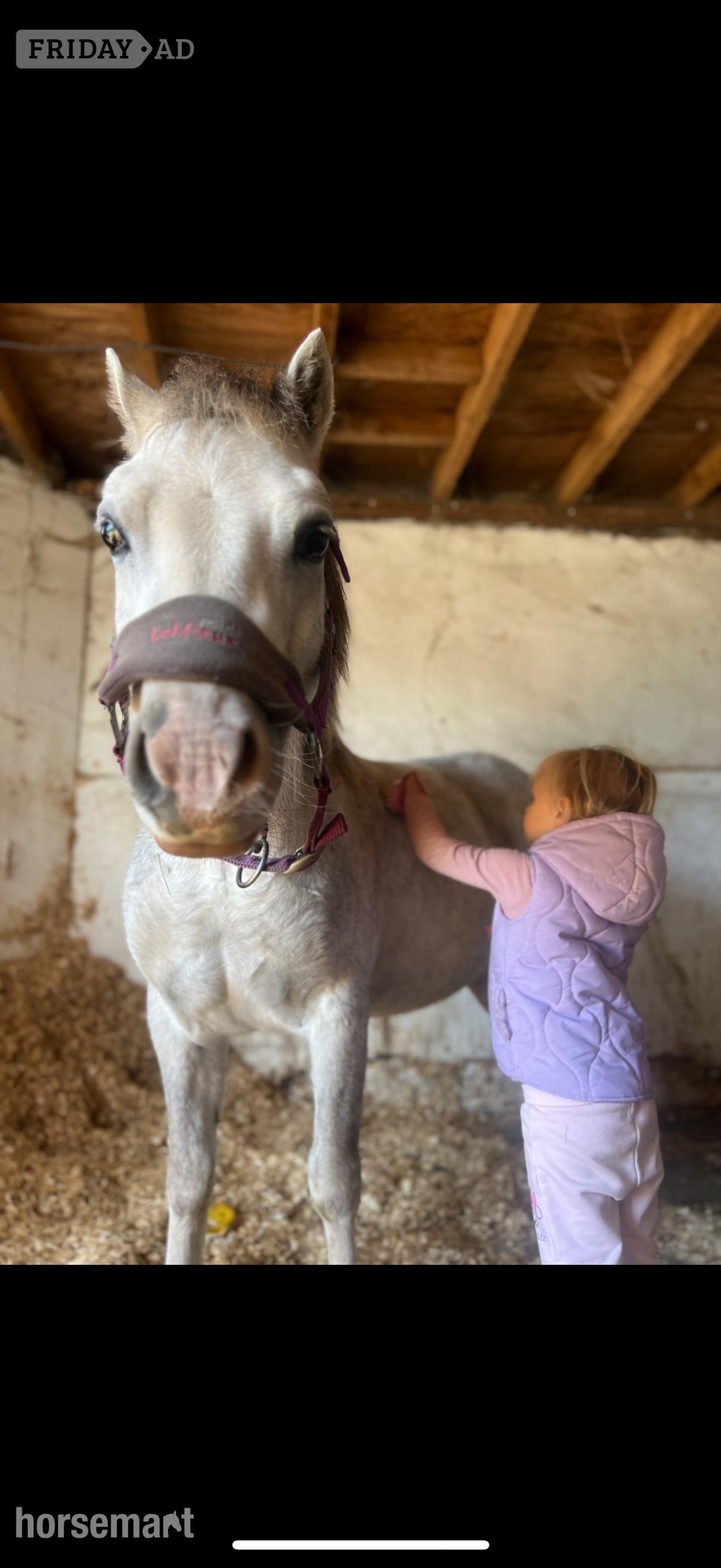 "Olaf" Grey Gelding Lead Rein/First Ridden Pony in Rochester