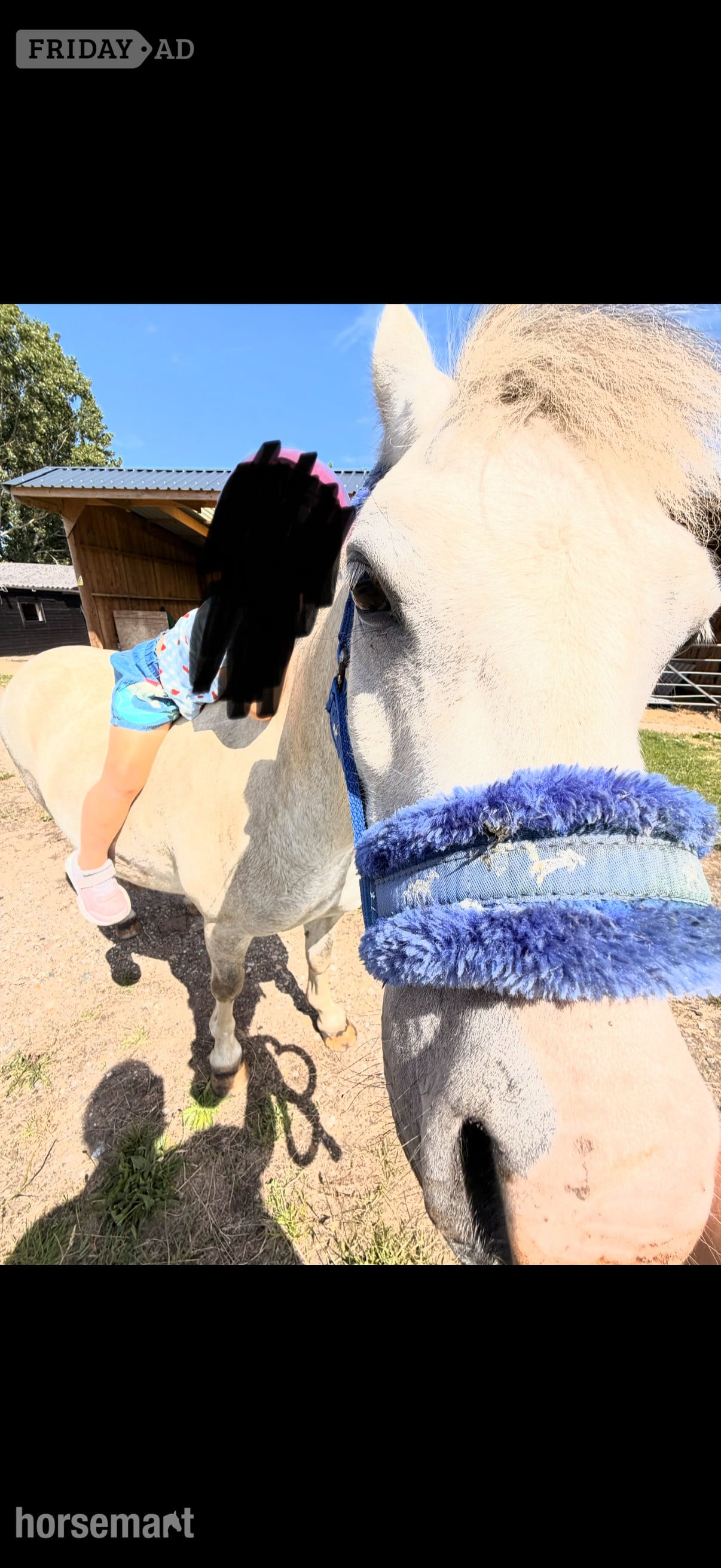 "Olaf" Grey Gelding Lead Rein/First Ridden Pony