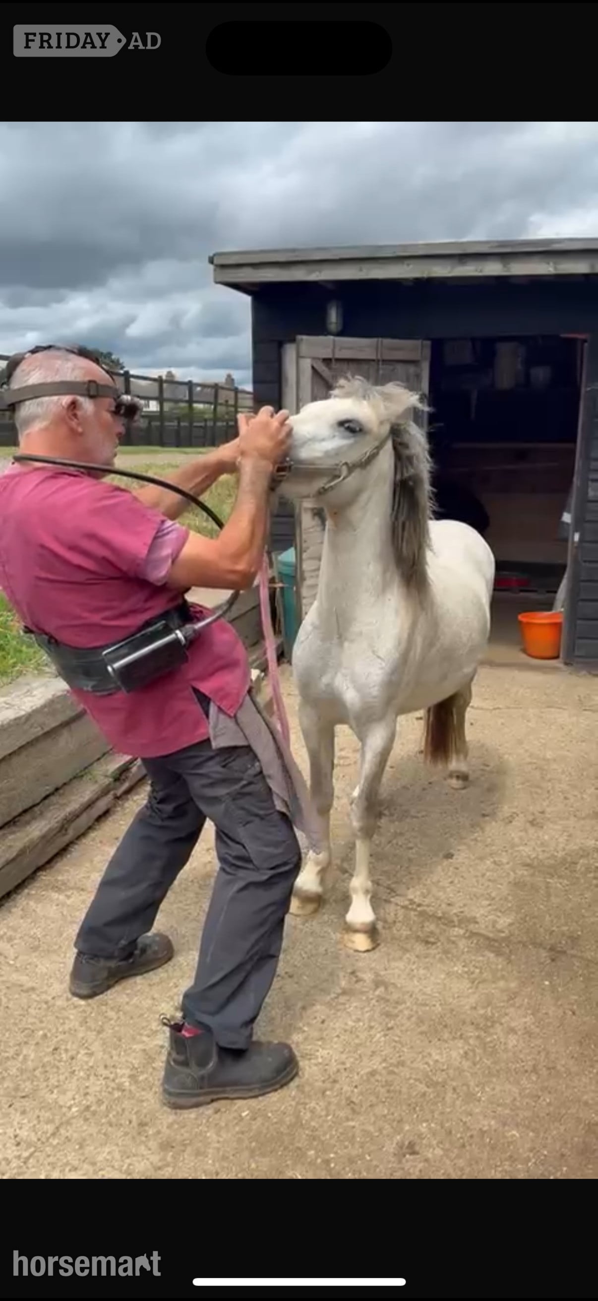Rochester "Olaf" Grey Gelding Lead Rein/First Ridden Pony