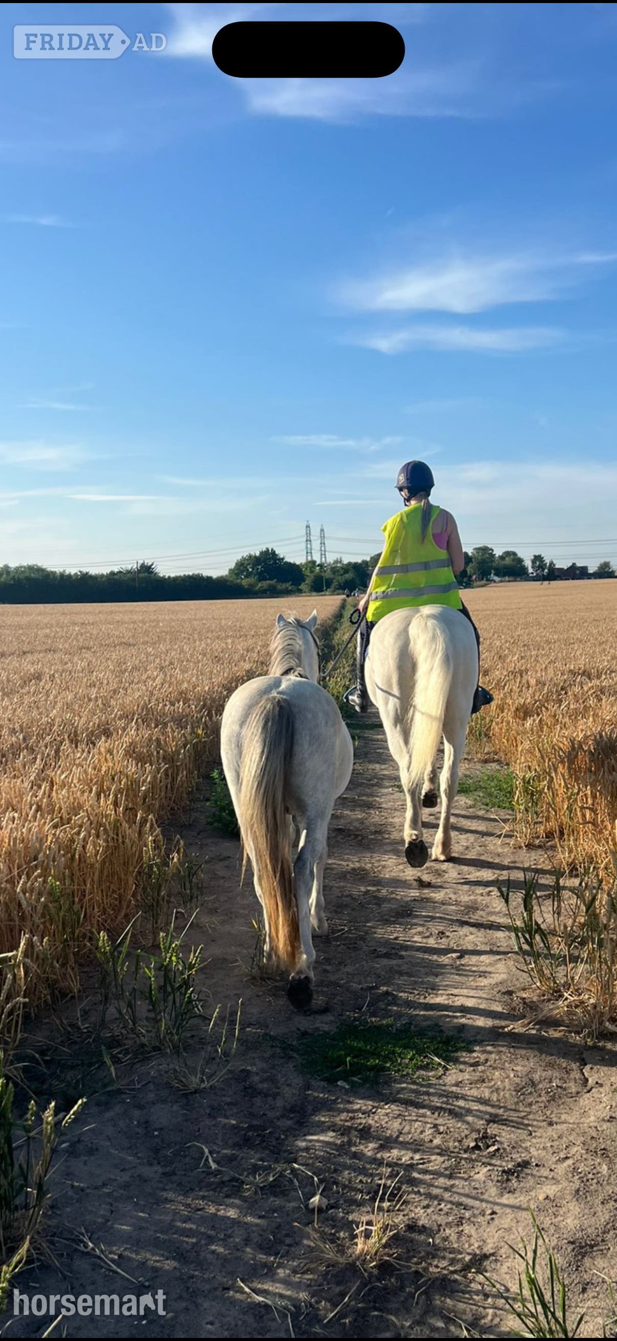 "Olaf" Grey Gelding Lead Rein/First Ridden Pony -  in Rochester