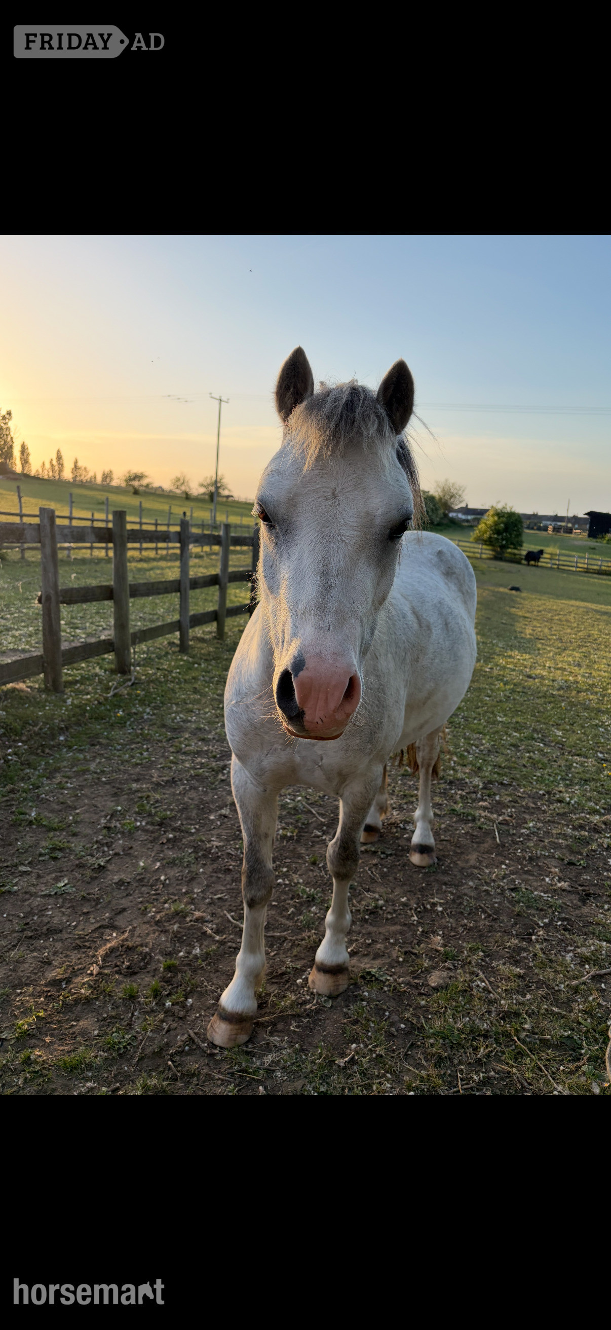 "Olaf" Grey Gelding Lead Rein/First Ridden Pony - 