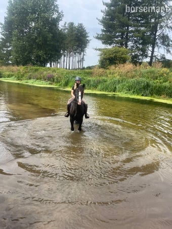 "Guinness" Bay Gelding Cob/Heavy Horse