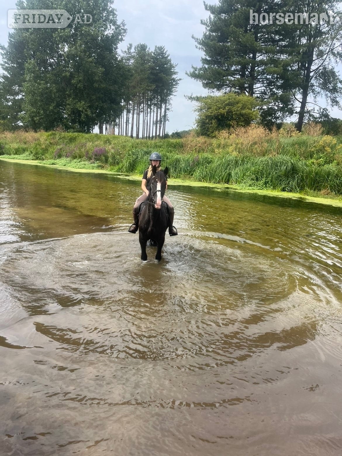 "Guinness" Bay Gelding Cob/Heavy Horse in Newmarket