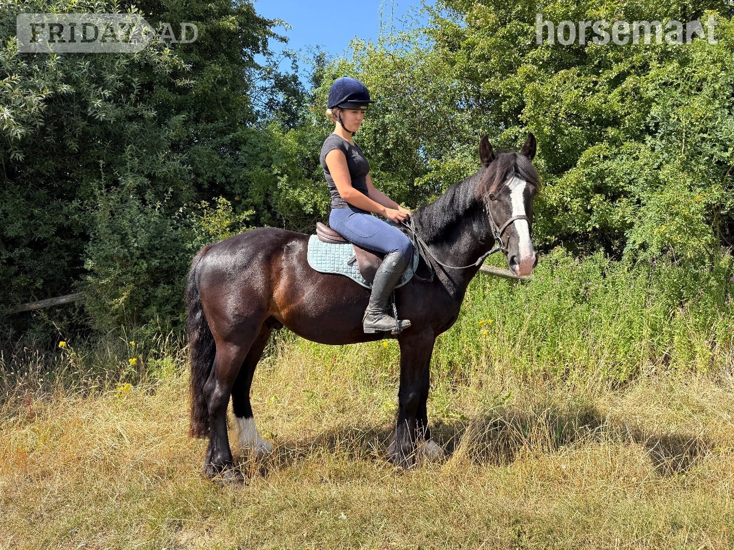 "Guinness" Bay Gelding Cob/Heavy Horse