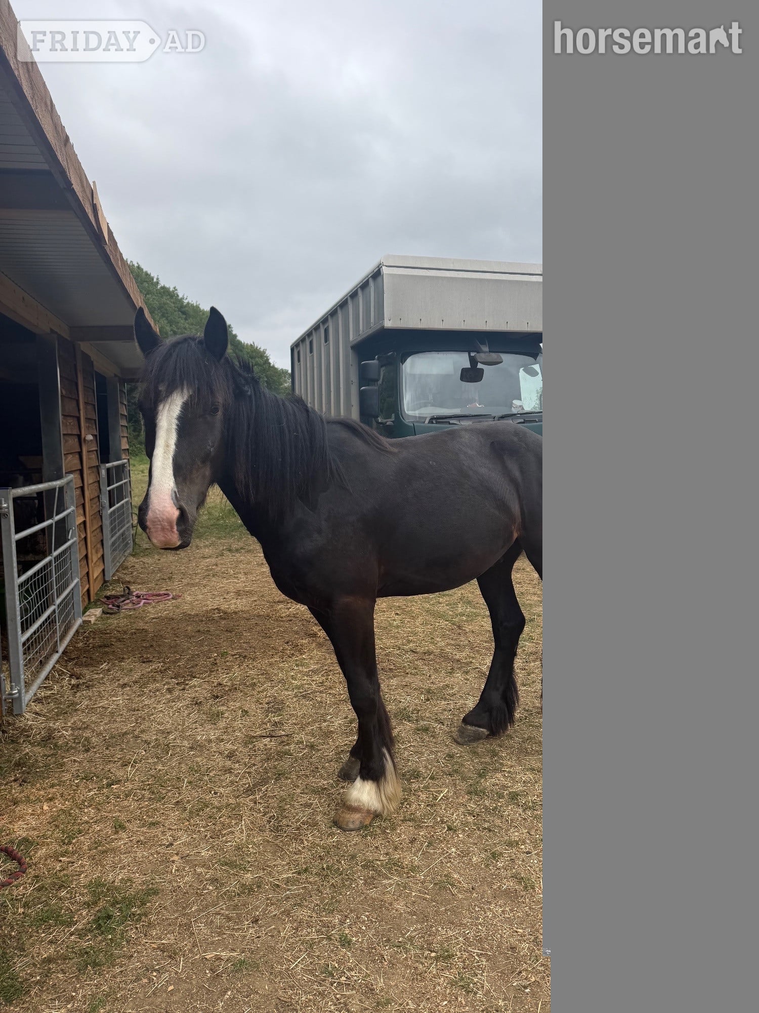 Newmarket "Guinness" Bay Gelding Cob/Heavy Horse