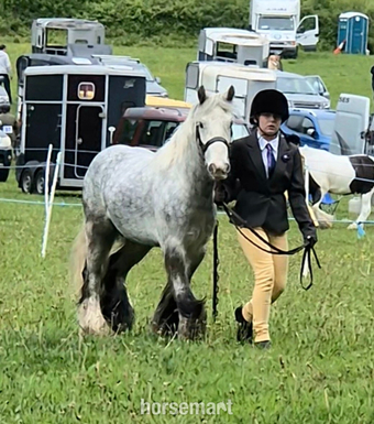 "Benjamin Button" Dapple Grey Gelding All Rounder