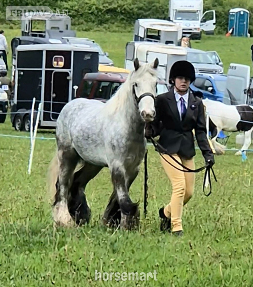 "Benjamin Button" Dapple Grey Gelding All Rounder in Newport