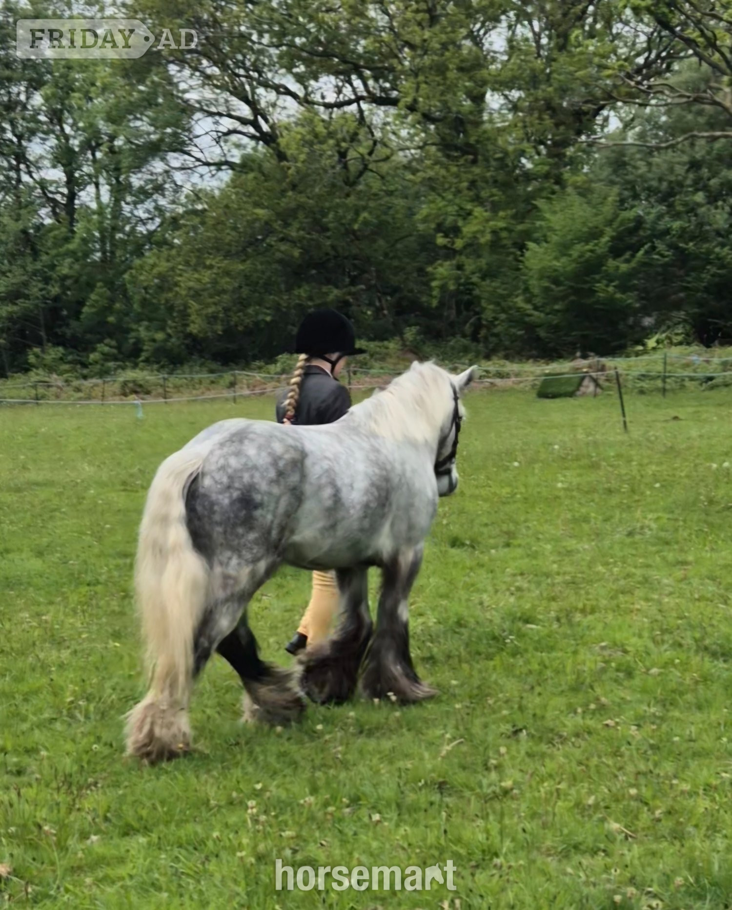 "Benjamin Button" Dapple Grey Gelding All Rounder