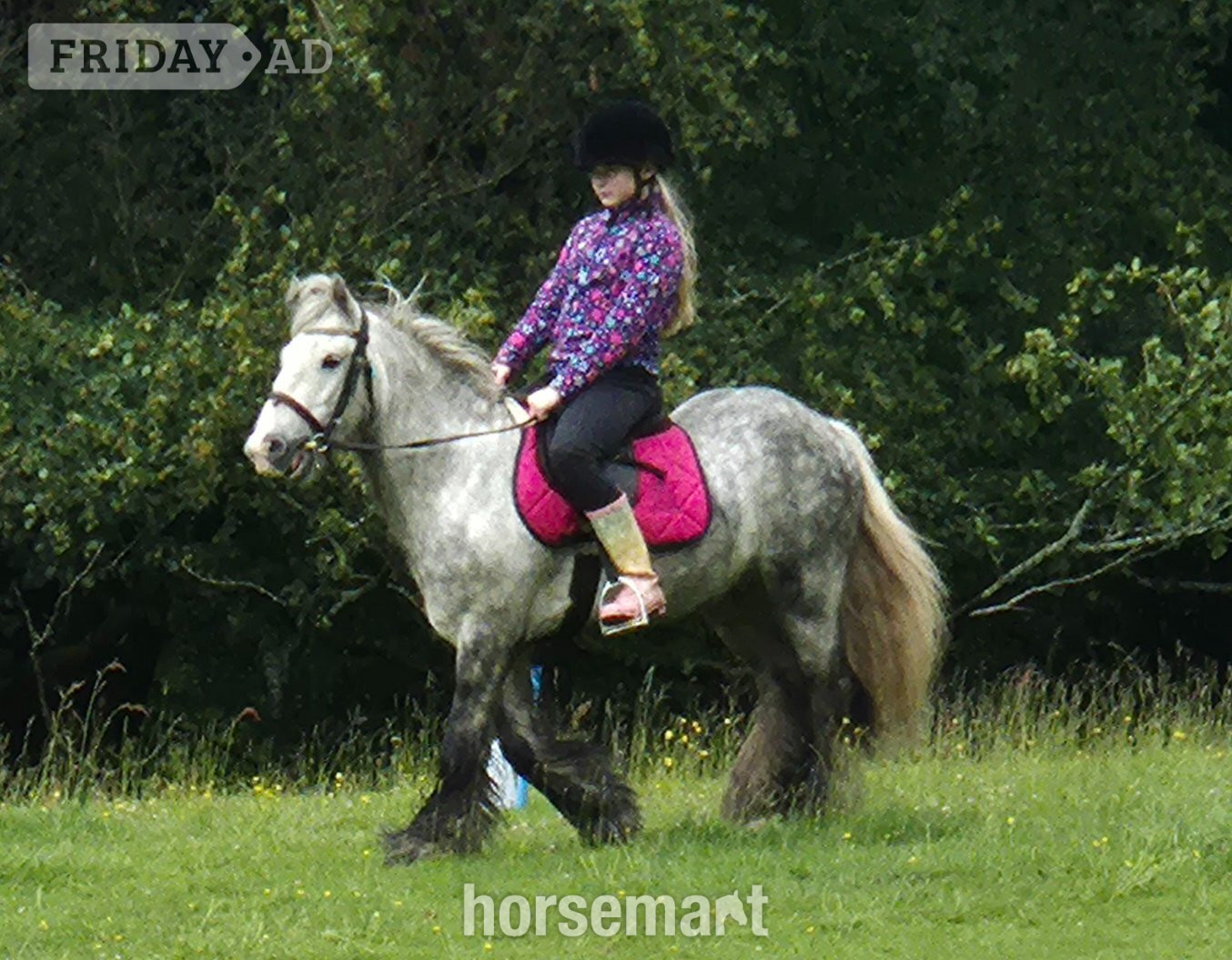 "Benjamin Button" Dapple Grey Gelding All Rounder - Horses in Newport