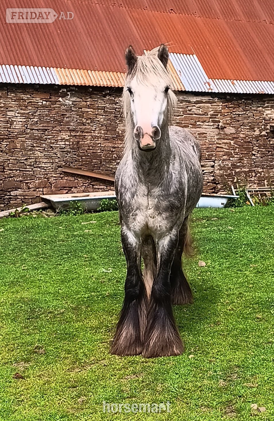 "Benjamin Button" Dapple Grey Gelding All Rounder - Horses