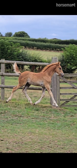"Top class sports pony colt" Chestnut Colt Youngstock / Foal
