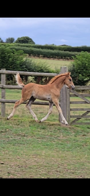 "Top class sports pony colt" Chestnut Colt Youngstock / Foal