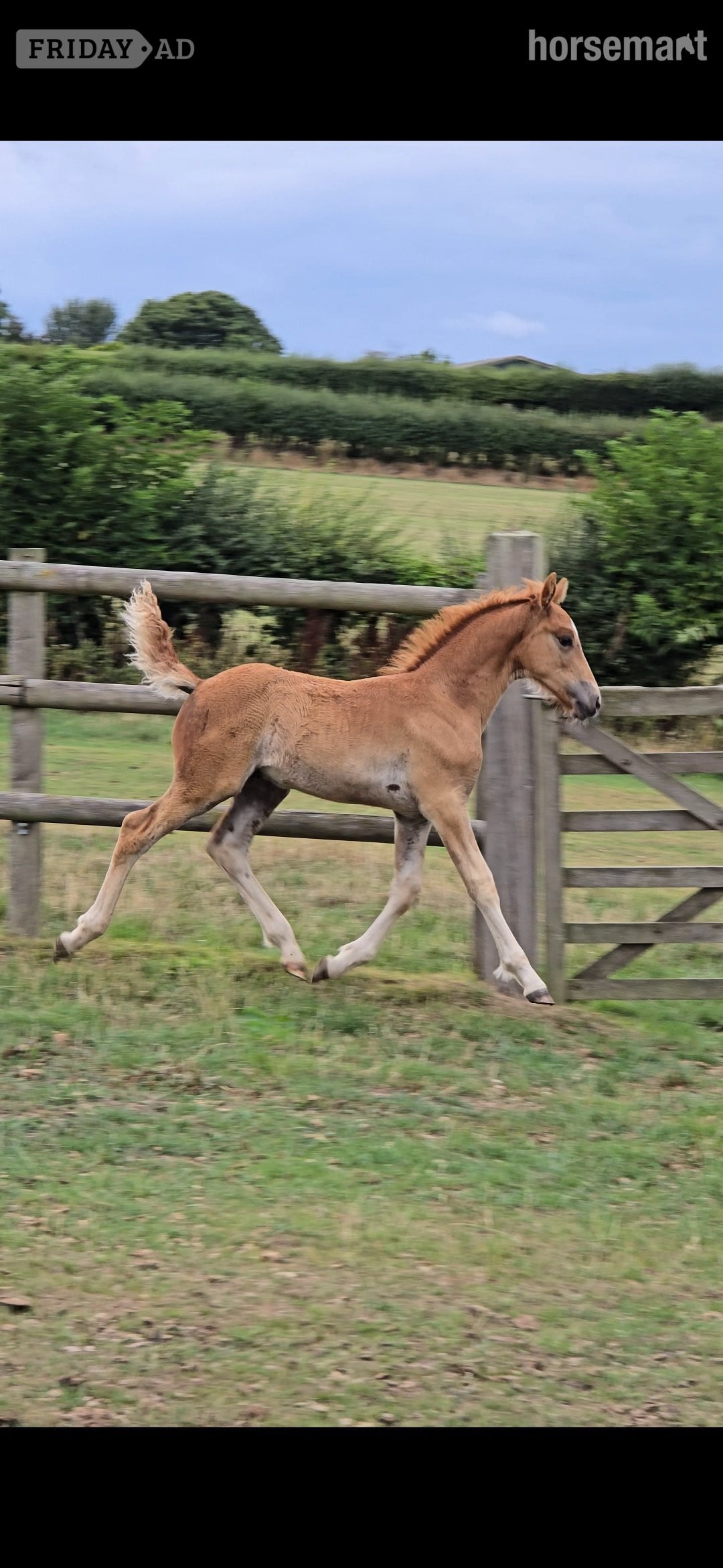 "Top class sports pony colt" Chestnut Colt Youngstock / Foal in Holywell
