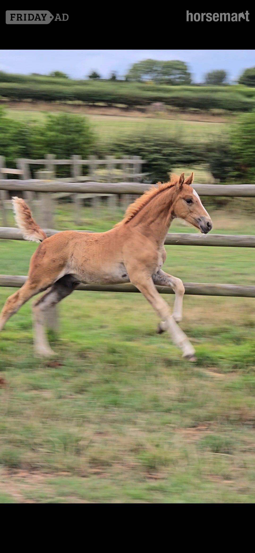 "Top class sports pony colt" Chestnut Colt Youngstock / Foal