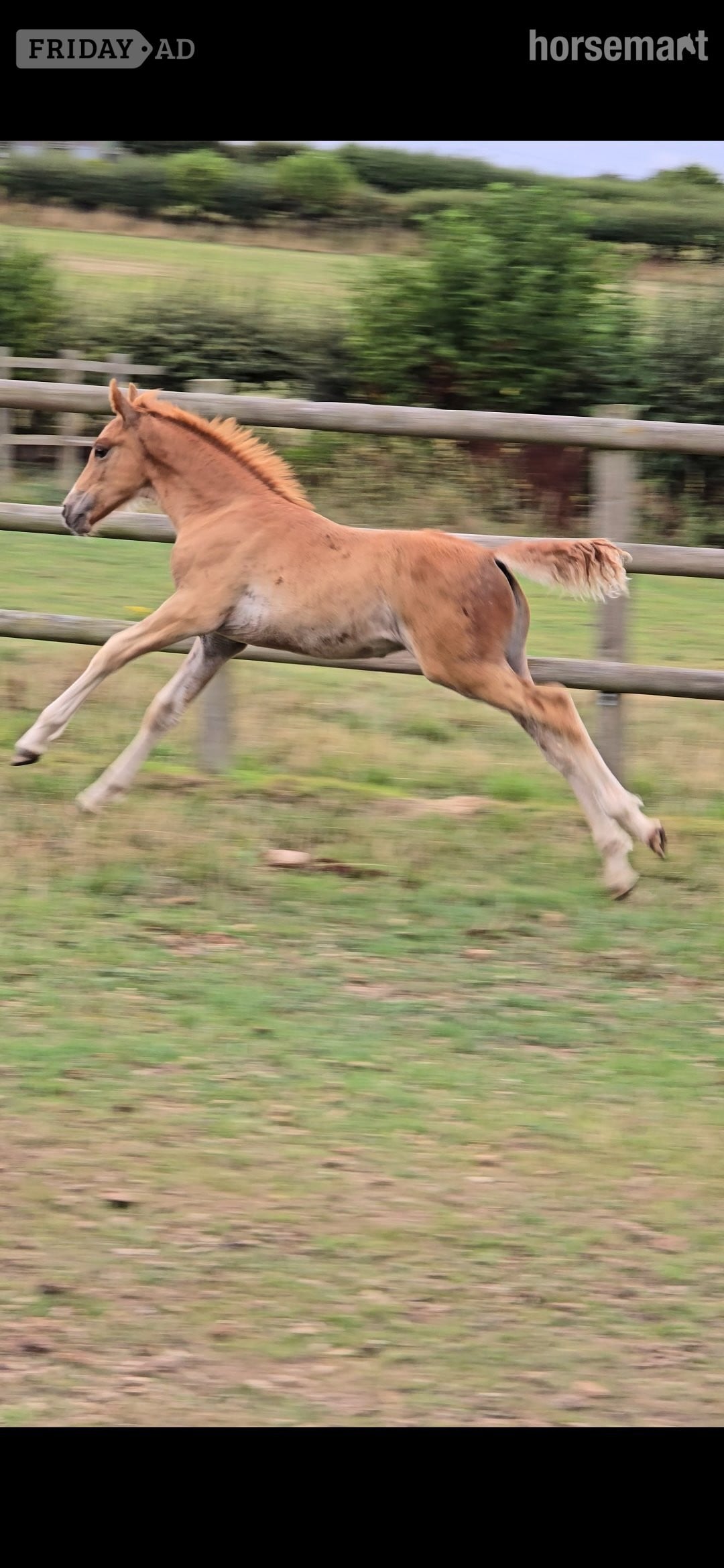 Holywell "Top class sports pony colt" Chestnut Colt Youngstock / Foal