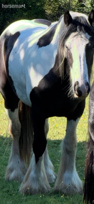 "Wystone Mystery Man" Piebald Gelding Cob/Heavy Horse
