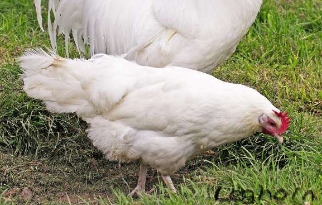 White Leghorns - Point of Lay Hens - Poultry in Pilling
