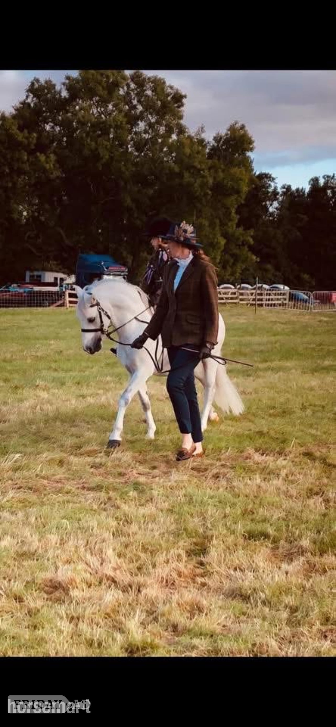 "Mickey " Grey Gelding Showing Horse - Horses in Morpeth