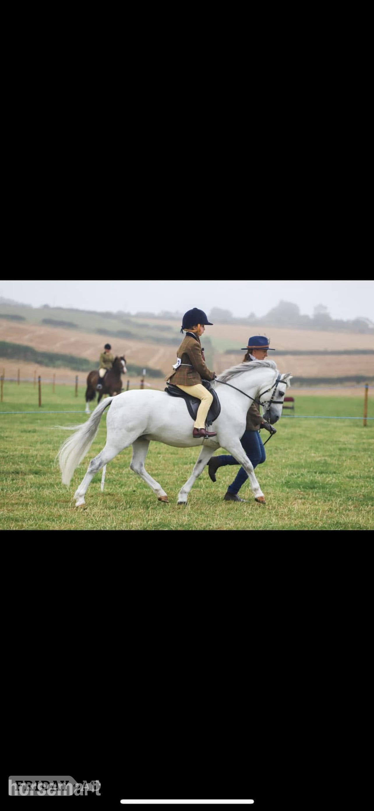 Morpeth "Mickey " Grey Gelding Showing Horse