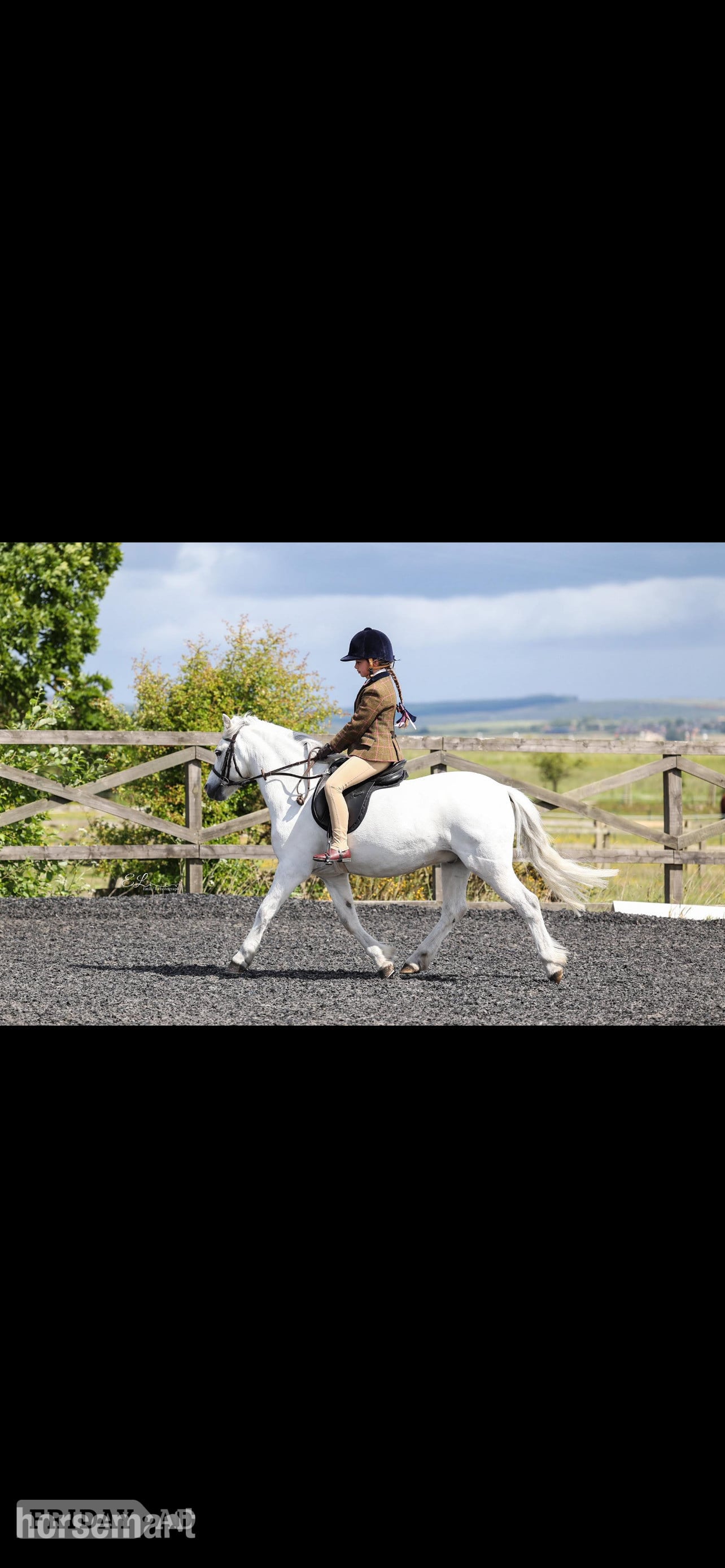 "Mickey " Grey Gelding Showing Horse in Morpeth
