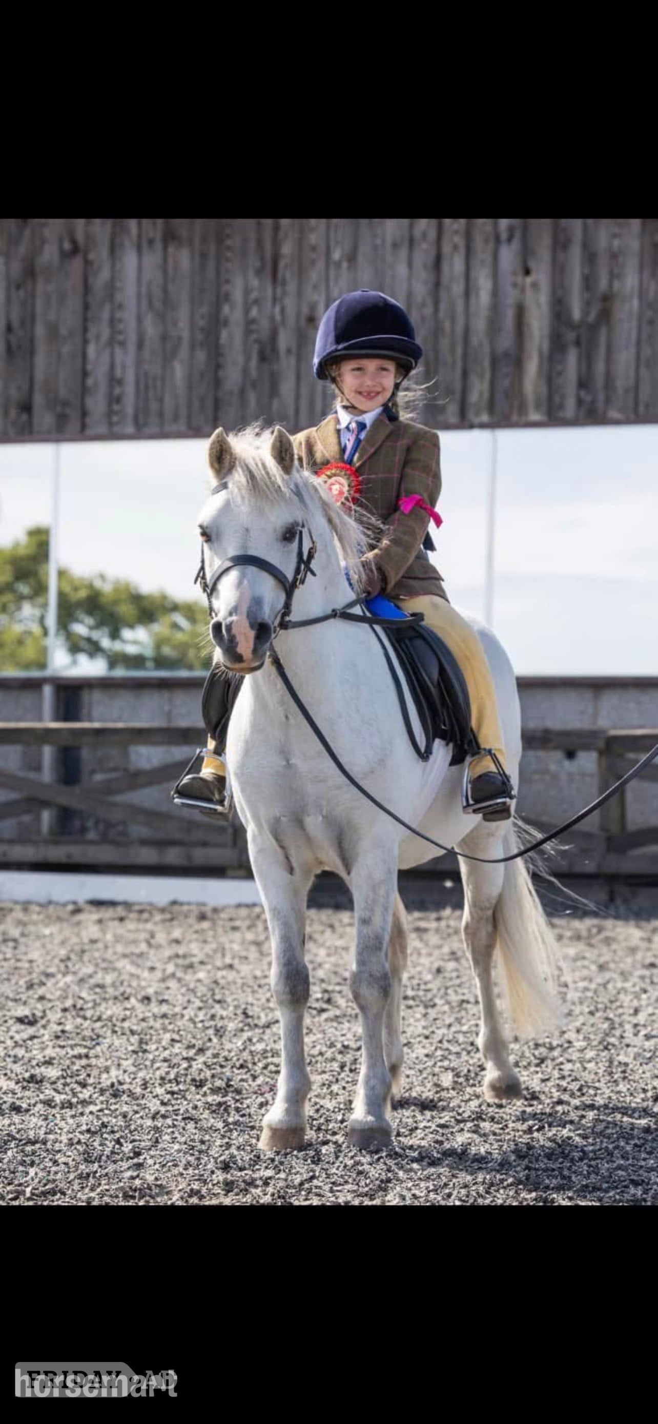 "Mickey " Grey Gelding Showing Horse - Horses