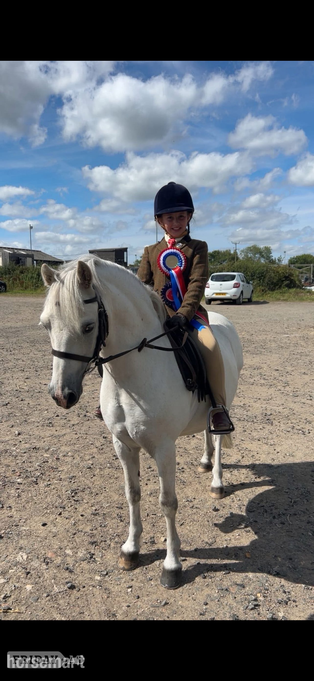 "Mickey " Grey Gelding Showing Horse