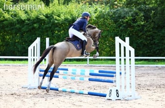 "Star" Buckskin Mare All Rounder
