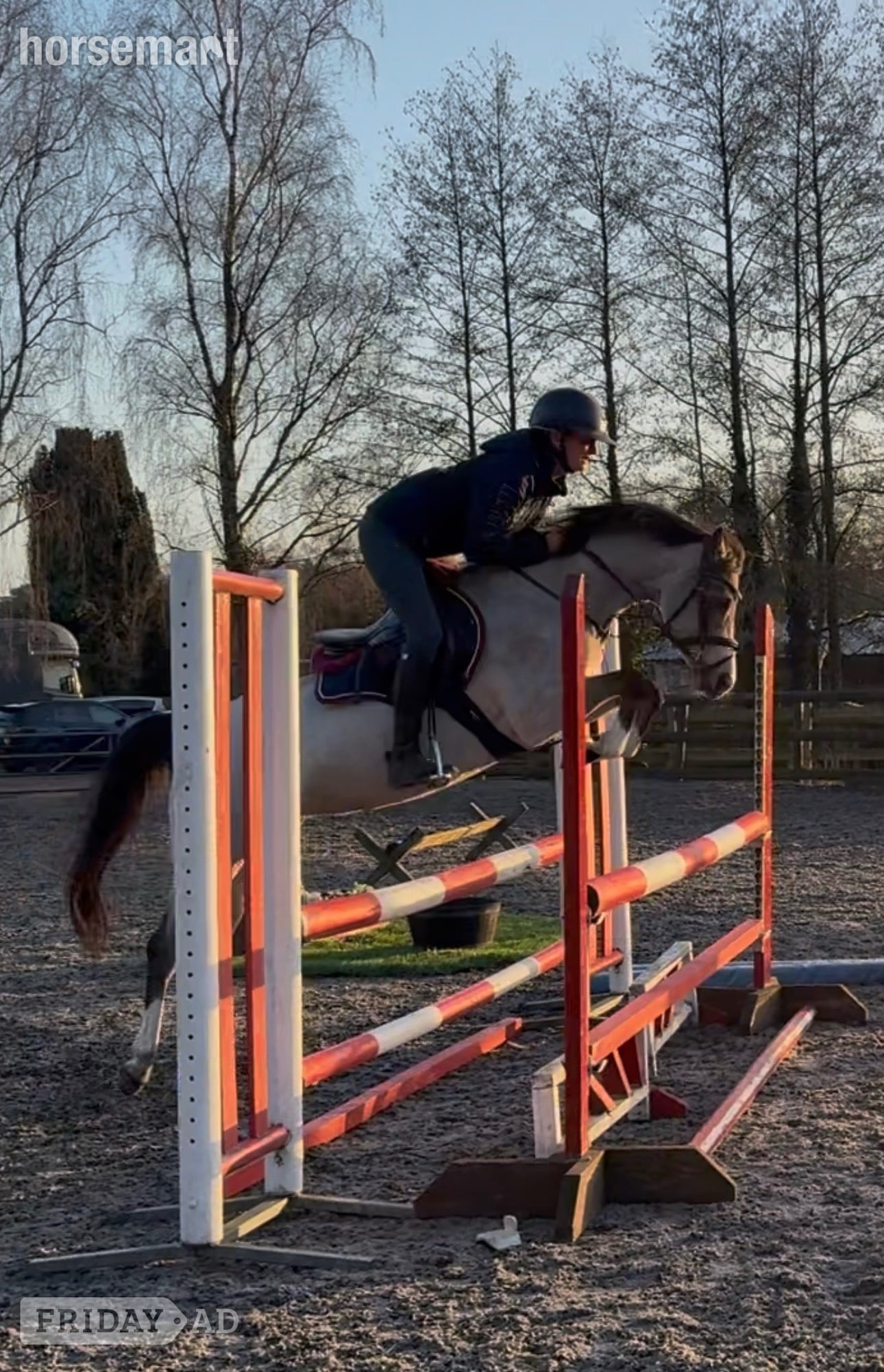 "Star" Buckskin Mare All Rounder