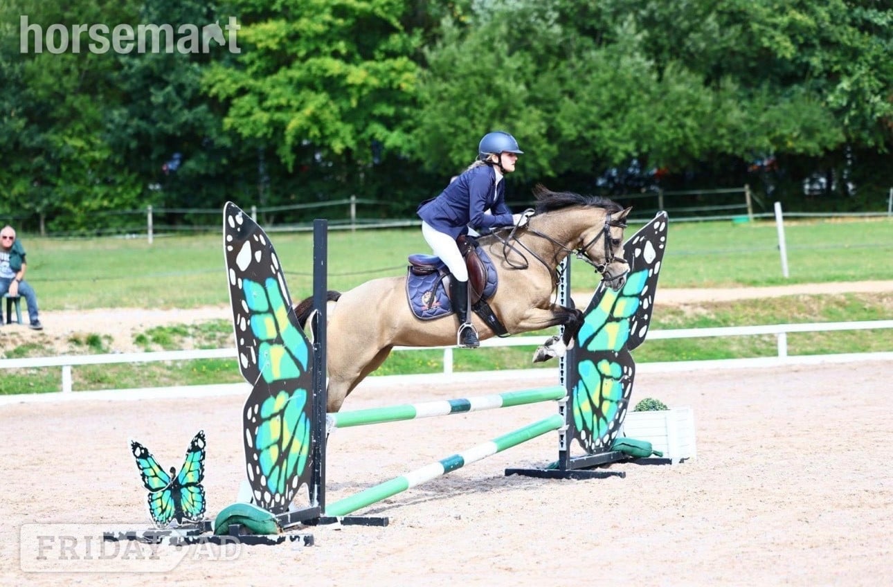 Southampton "Star" Buckskin Mare All Rounder