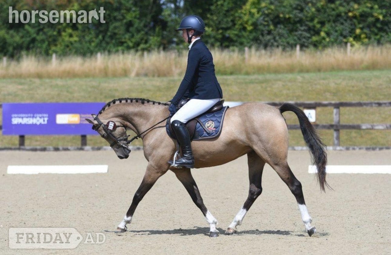 "Star" Buckskin Mare All Rounder - Horses in Southampton