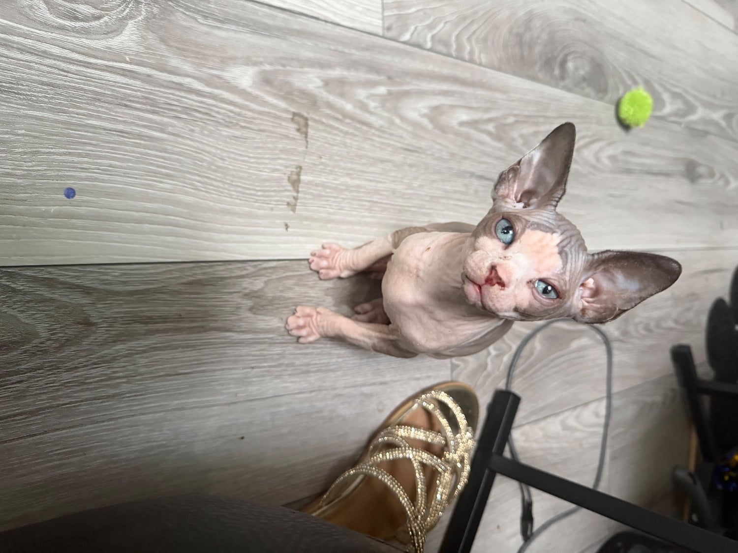 Male pied sphyx kittens for sale 