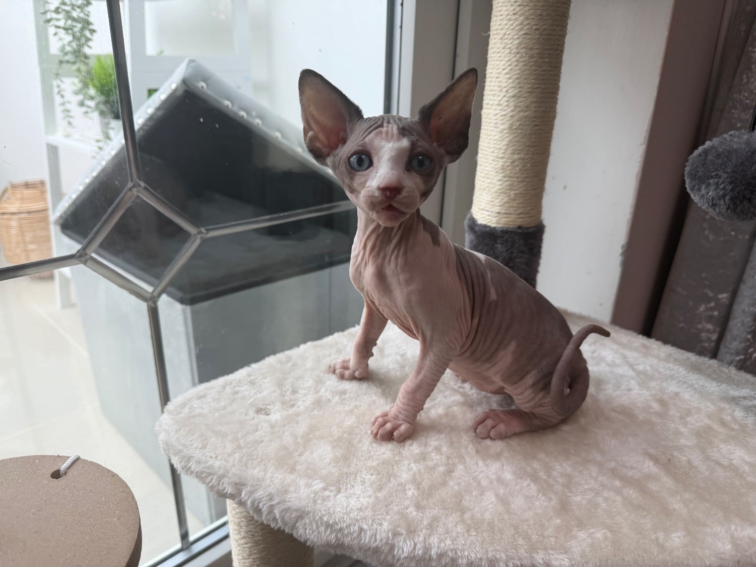 Male pied sphyx kittens for sale  - Cats & Kittens in Liverpool