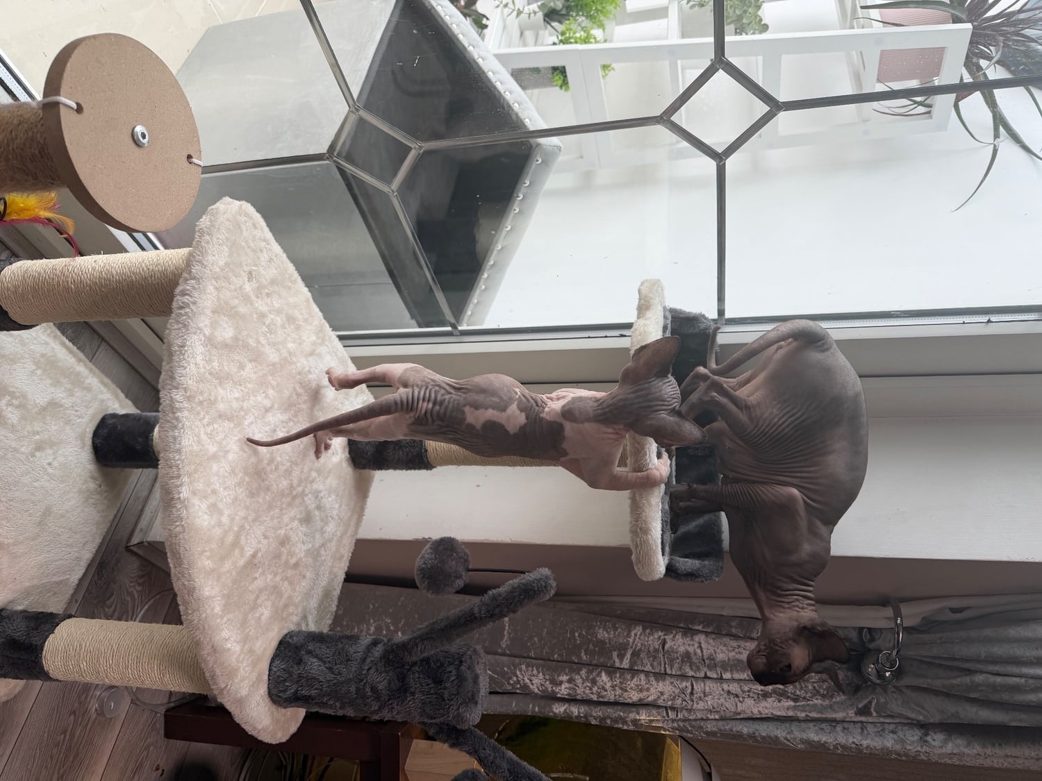Male pied sphyx kittens for sale  - Cats & Kittens
