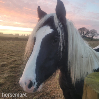 "Benny" Piebald Gelding Young Sport Horse