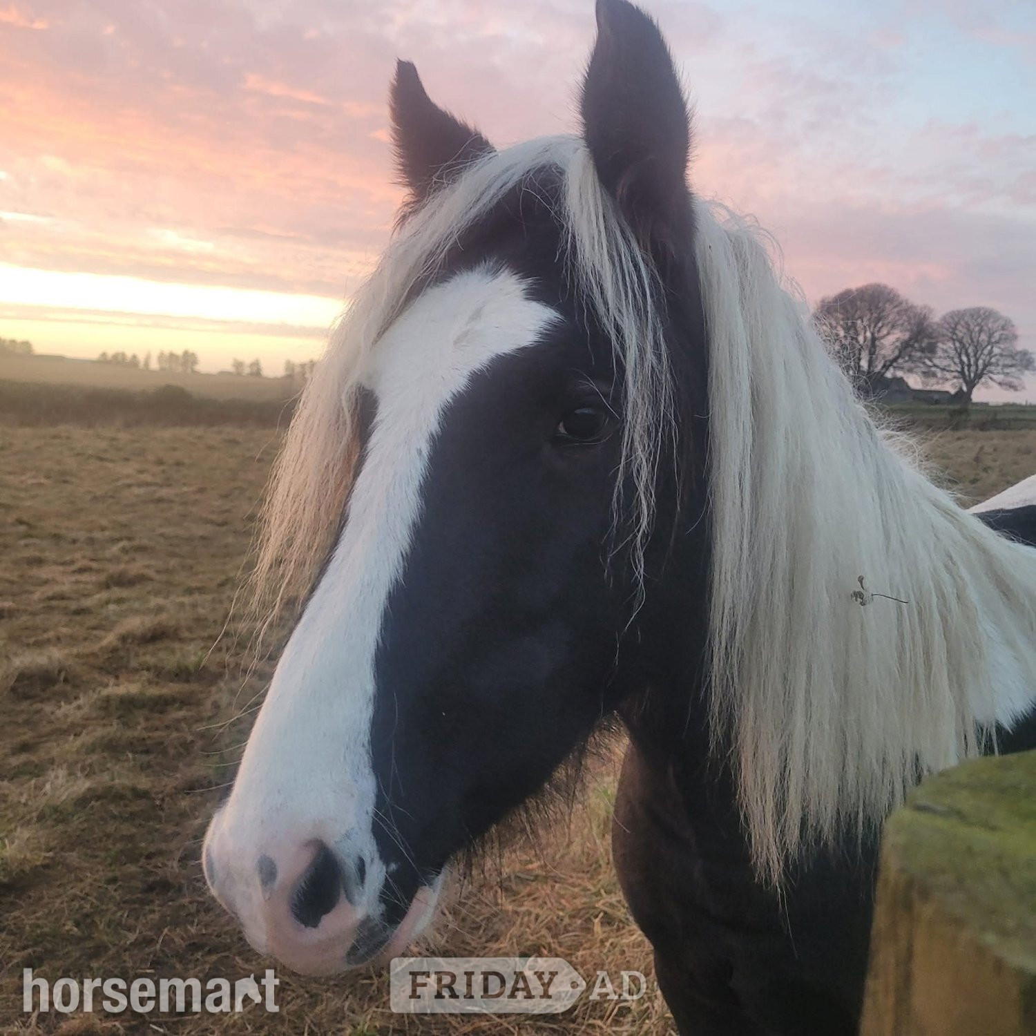 "Benny" Piebald Gelding Young Sport Horse in Maud