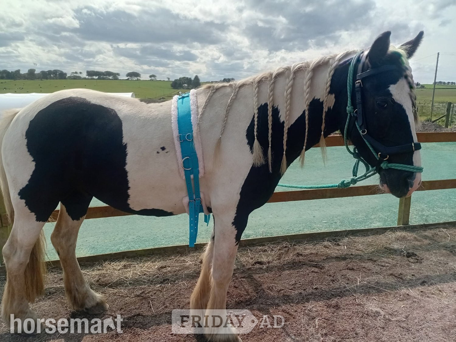 Maud "Benny" Piebald Gelding Young Sport Horse