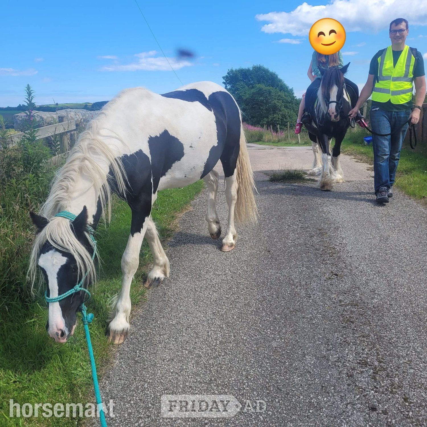 "Benny" Piebald Gelding Young Sport Horse