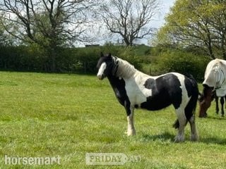 "Merrylegs" Piebald Mare Cob/Heavy Horse in Harrogate